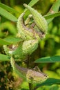 Common Milkweed seedpods Ã¢â¬â Ascleplas syriaca